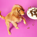 Grain-Free Dry Dog Food